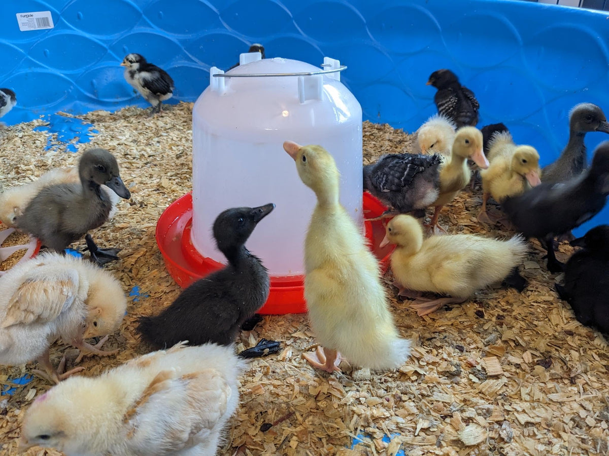 1.5-Gallon Poultry Waterer with Metal Handle V2545