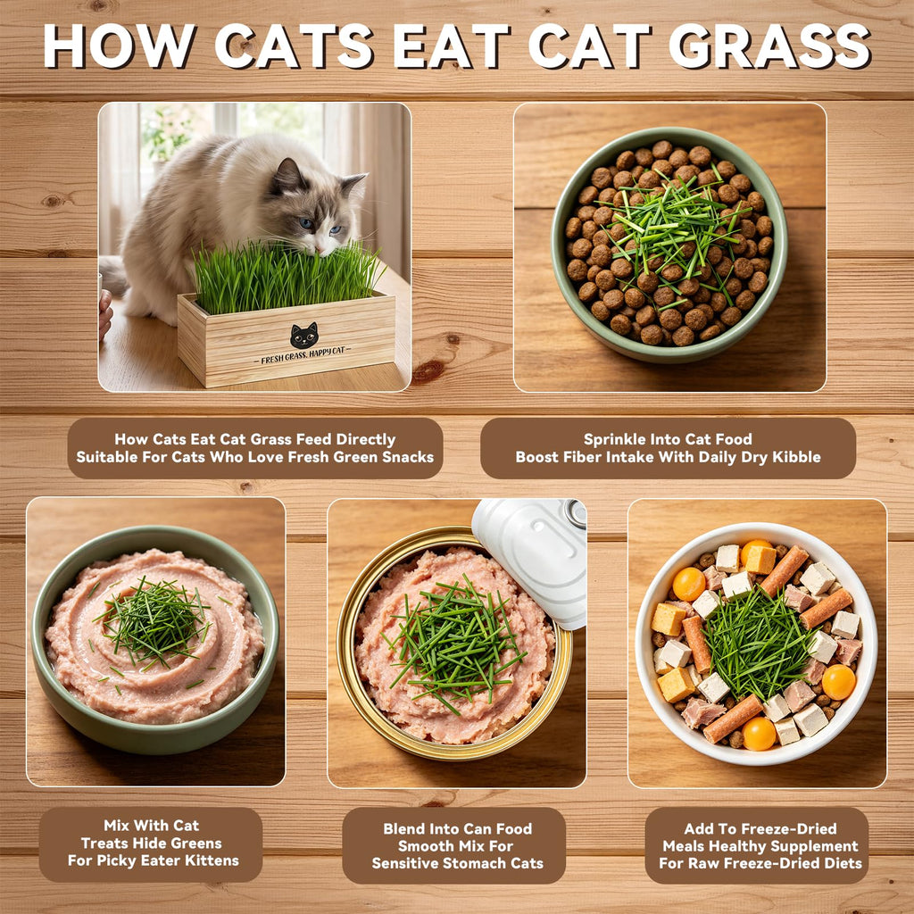 Cat Grass Kit Indoor Non-GMO Wheatgrass Seeds Growing Set A678767