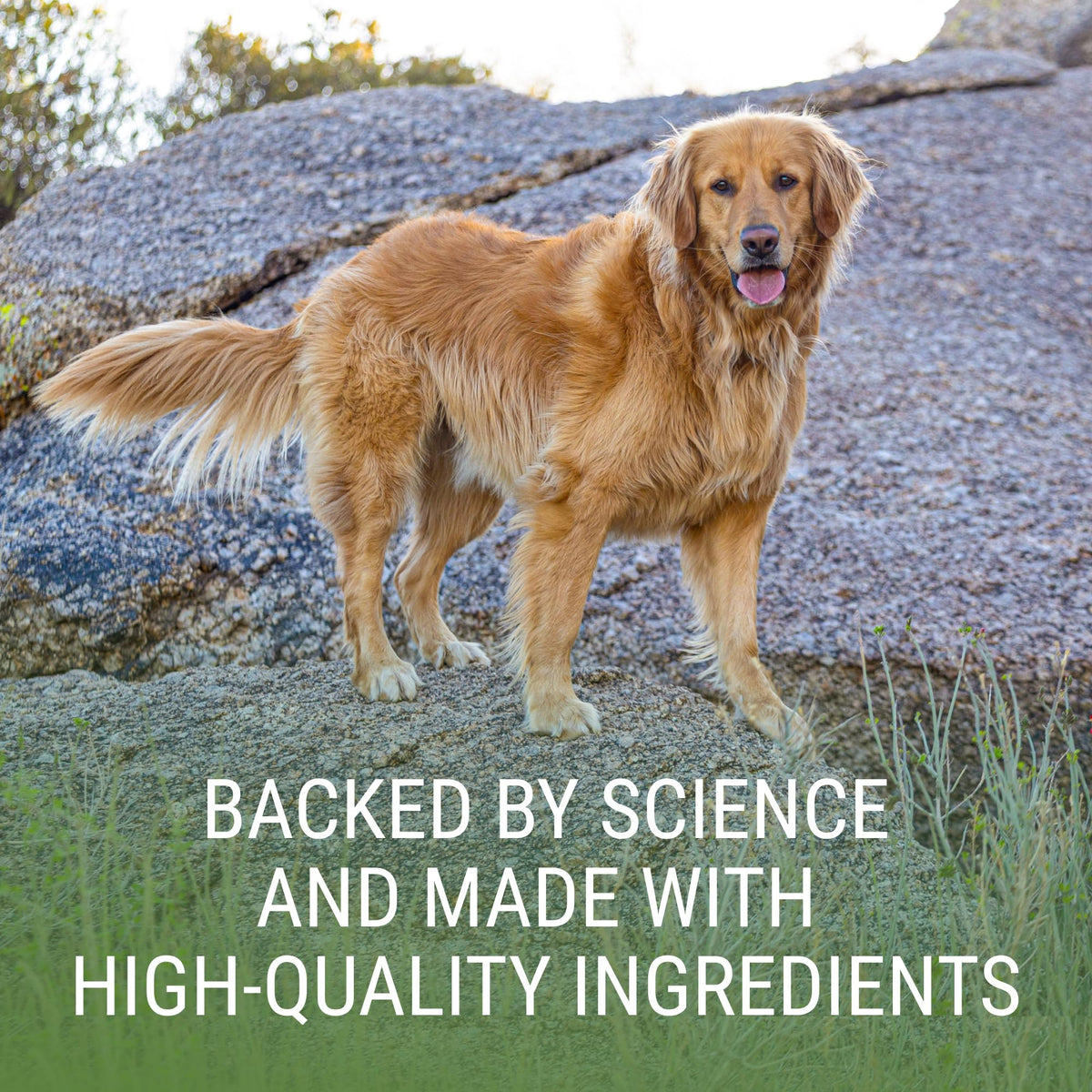 Liver & Brain Supplement for Large Dogs, 30ct Tablets N5719